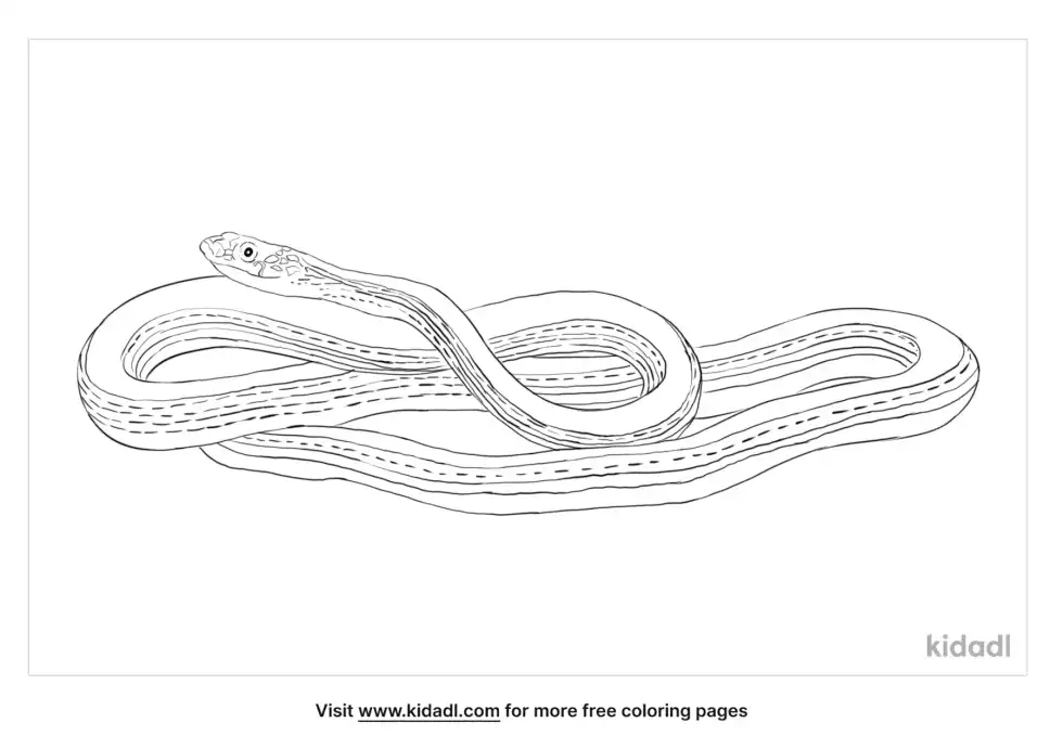 Striped Whipsnake Coloring Page