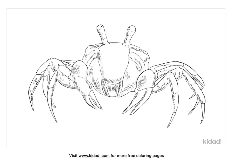 Sand Bubbler Crab Coloring Page