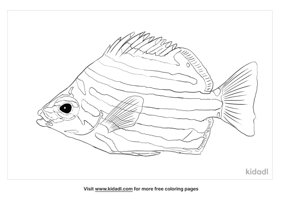 Stripey Fish Coloring Page
