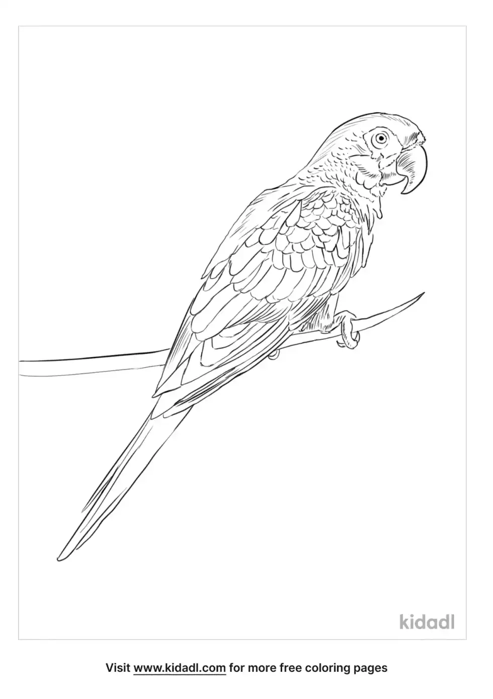Blue Winged Macaw Coloring Page