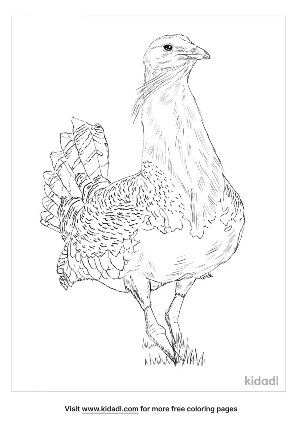 Great Bustard Coloring Page