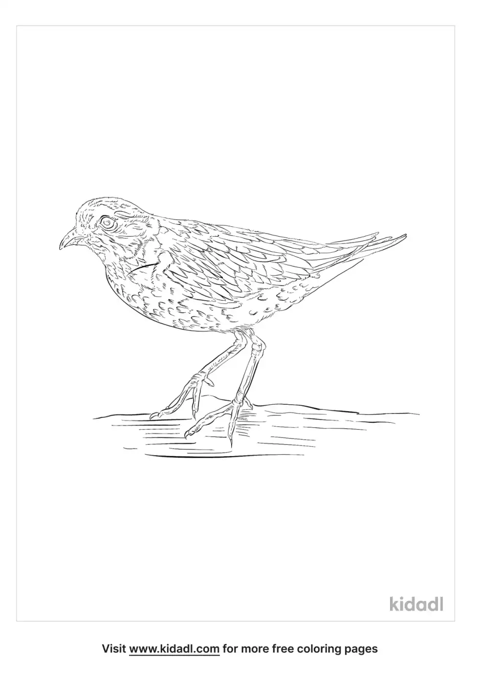 Semipalmated Plover Coloring Page