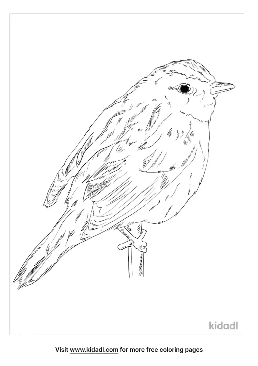 Aquatic Warbler Coloring Page