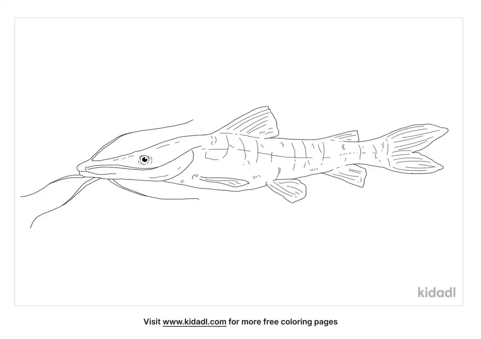 Tiger Shovelnose Catfish Coloring Page