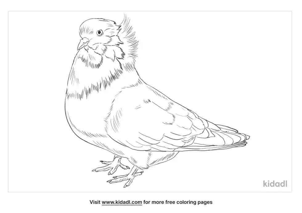 German Nun Pigeon Coloring Page