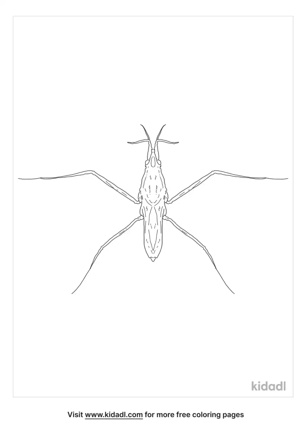Water Stider Coloring Page