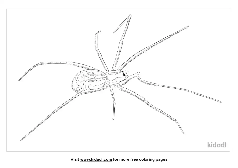 Filmy Dome Spider Coloring Page