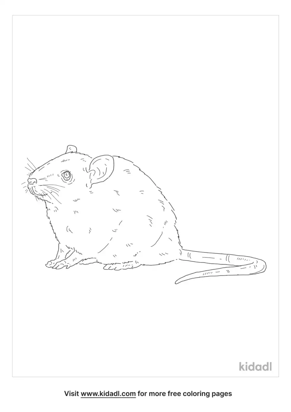 Black Rat Coloring Page