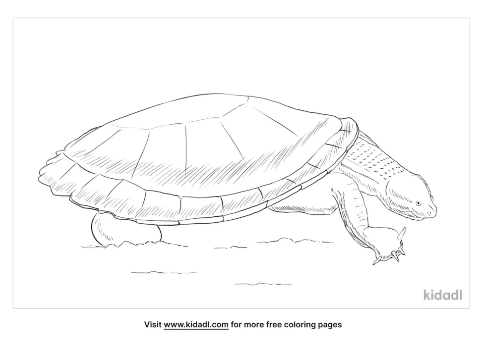 Fitzroy River Turtle Coloring Page