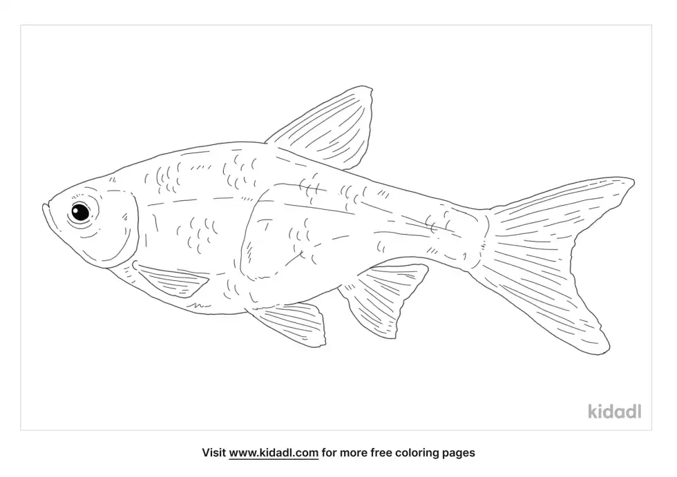 Harlequin Rasbora Coloring Page