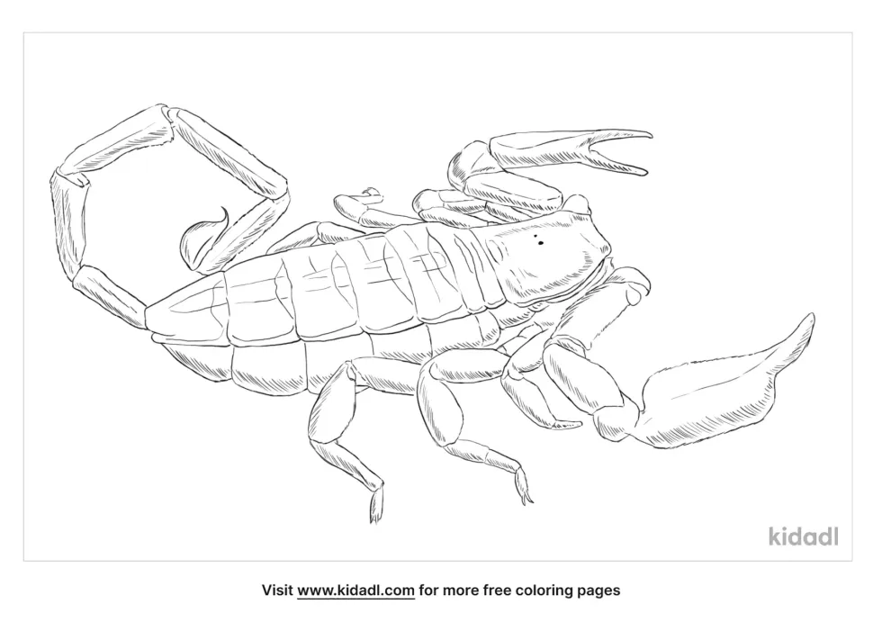 Flat Rock Scorpion Coloring Page