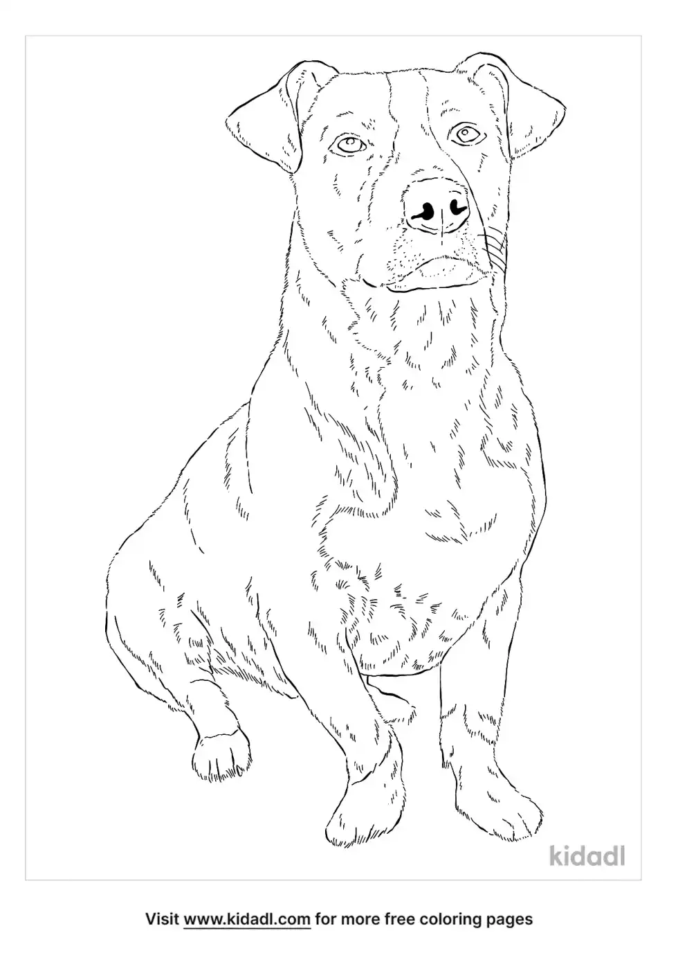 Pitbull Corgi Mix Coloring Page