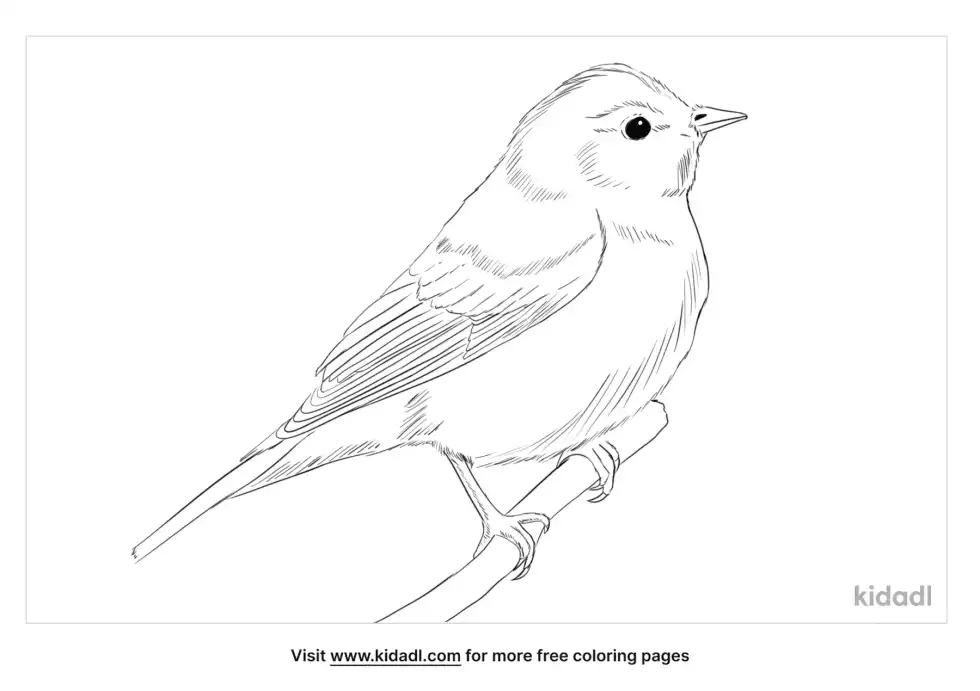 Garden Warbler Coloring Page