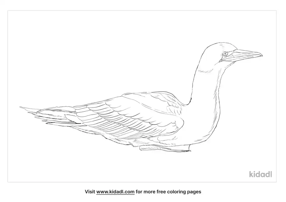 Australasian Gannet Coloring Page