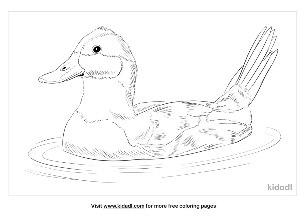 Ruddy Duck Coloring Page
