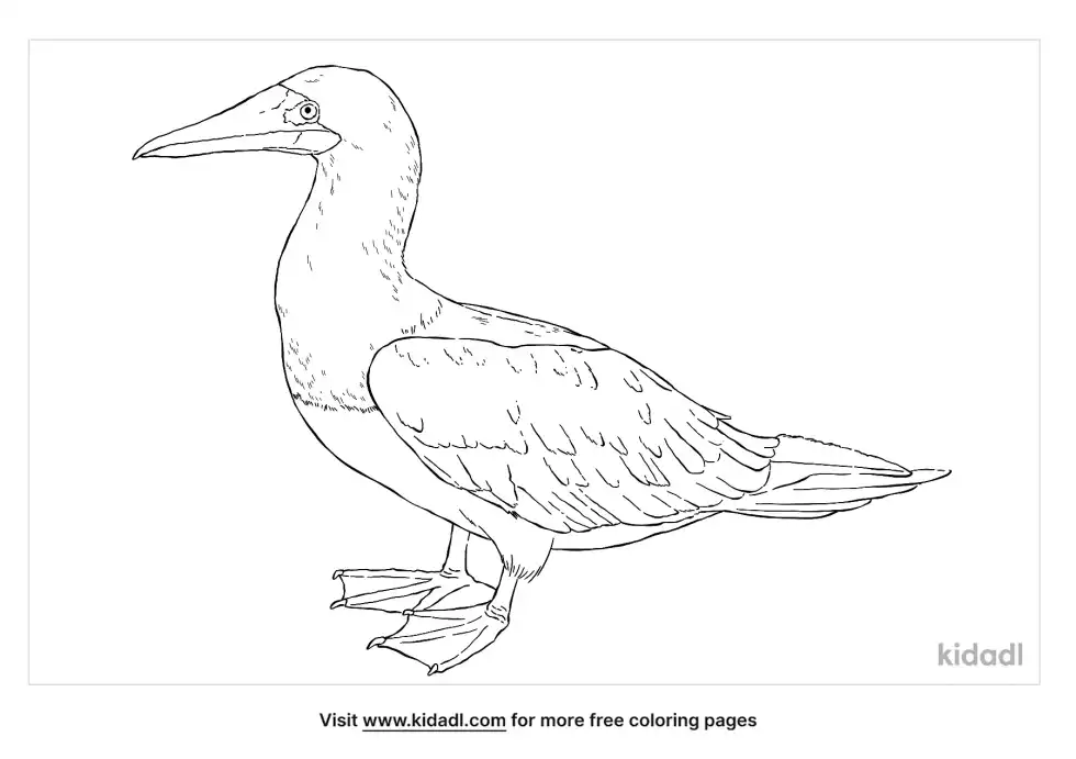 Brown Booby Coloring Page