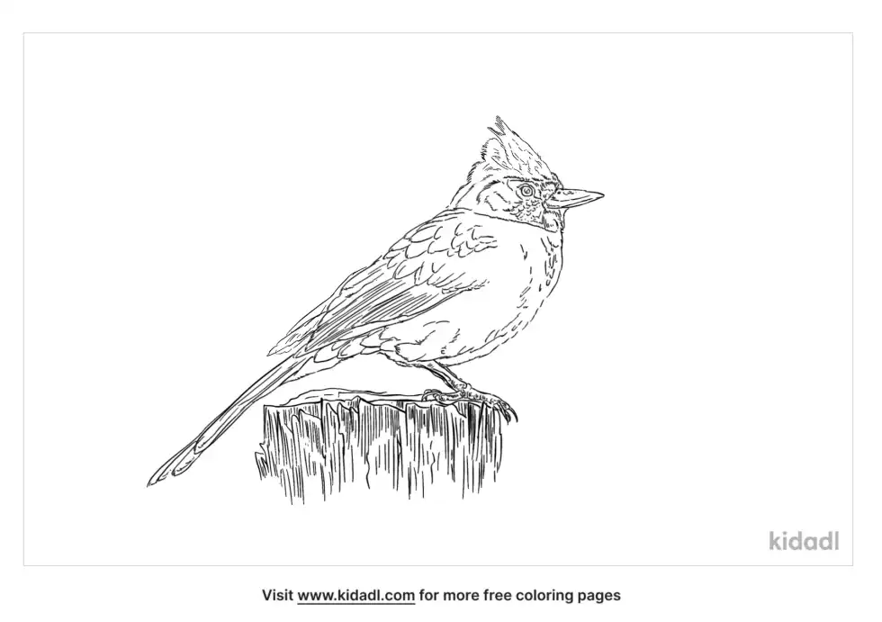 Titmouse Coloring Page