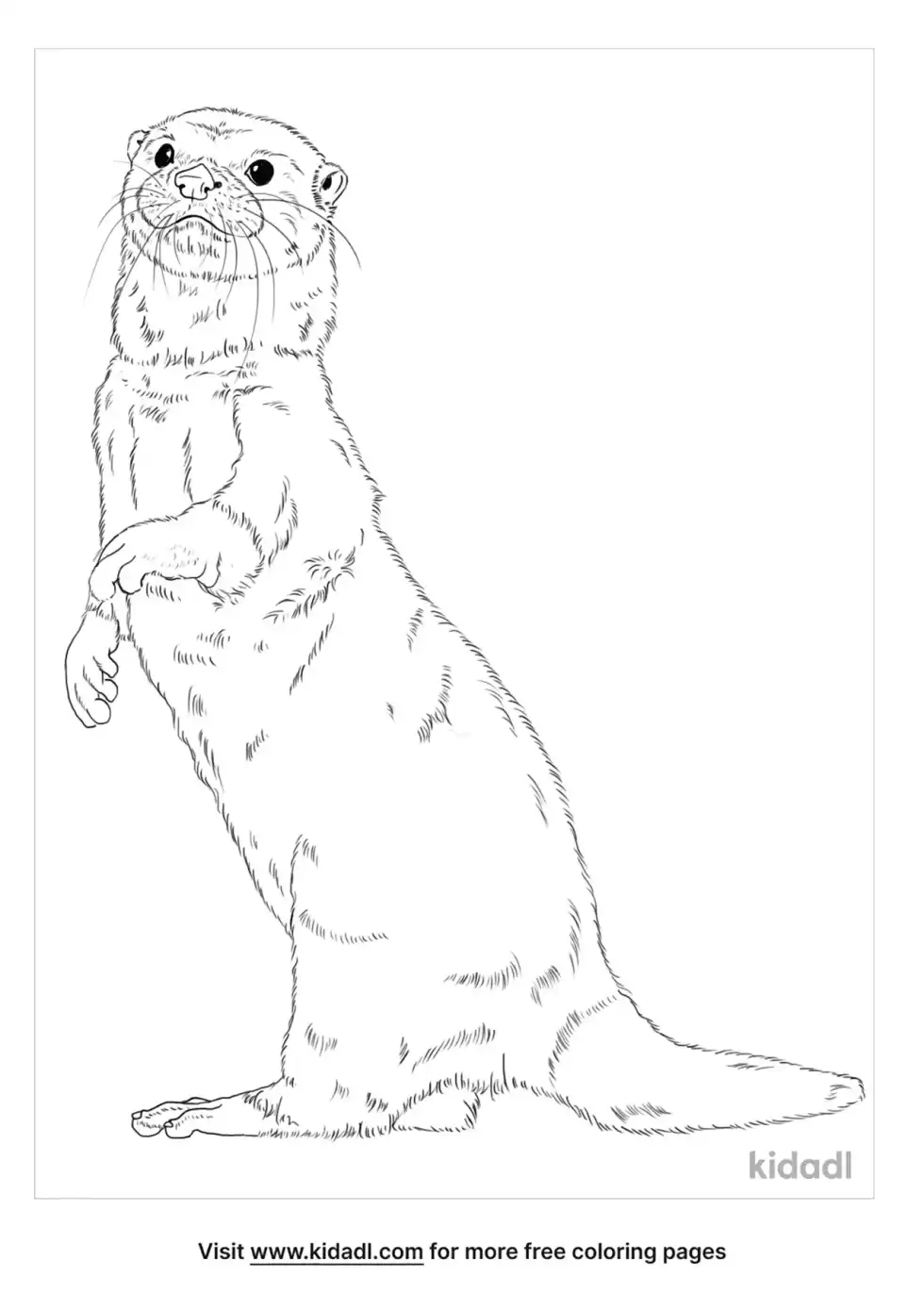 Asian Small-Clawed Otter Coloring Page