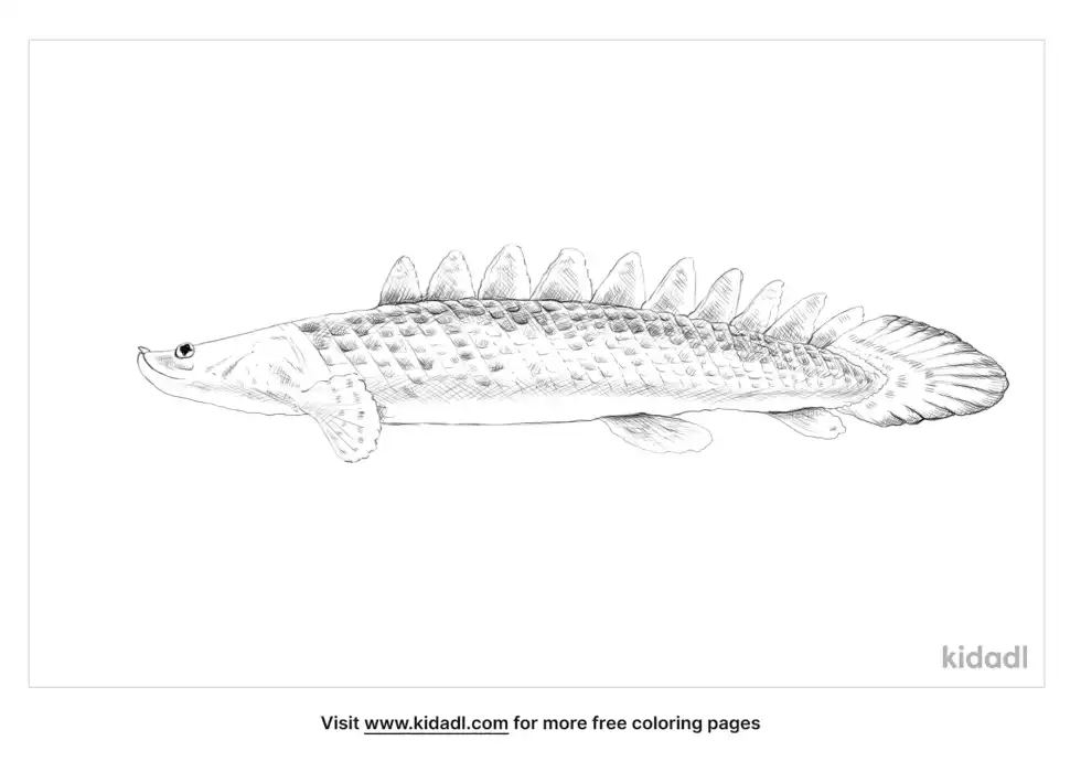 Saddled Bichir Coloring Page