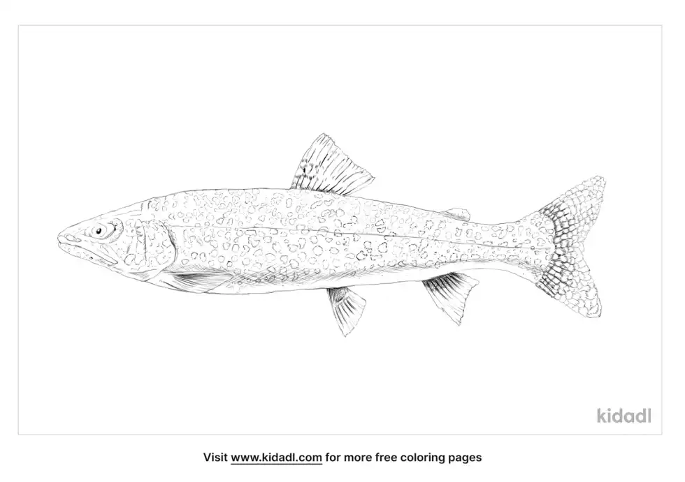 Splake Coloring Page