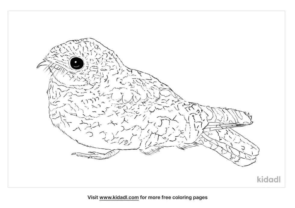 Common Poorwill Coloring Page
