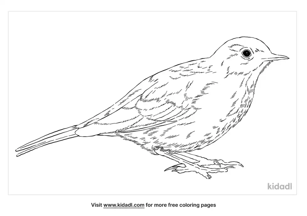 American Pipit Coloring Page