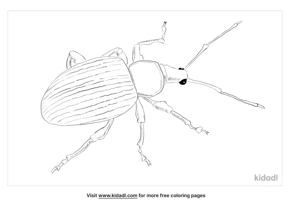Black Vine Weevil Coloring Page