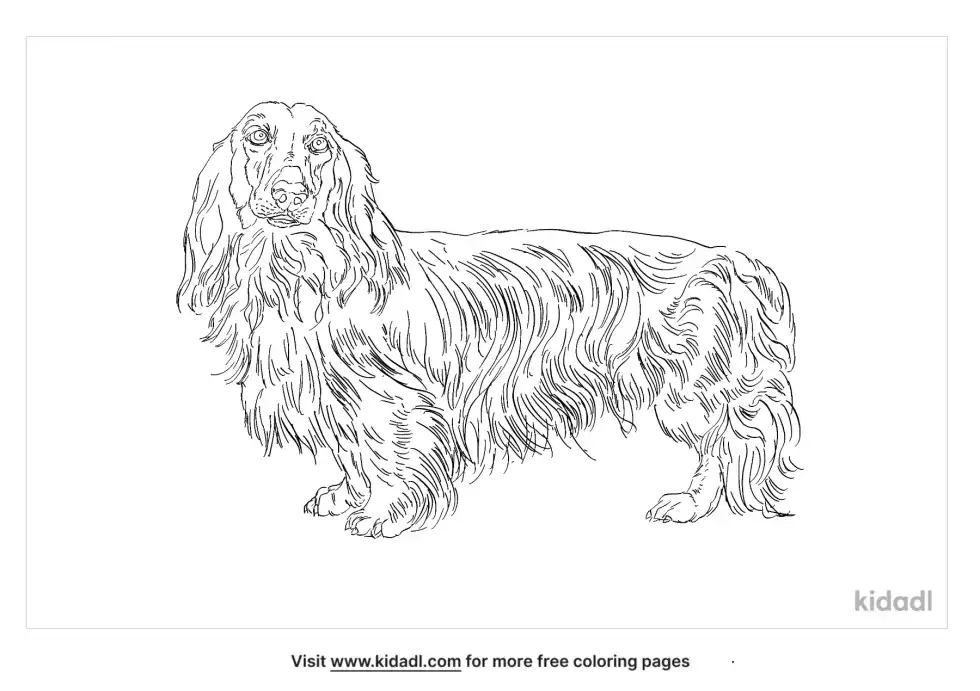 Long Haired Dachshund Coloring Page