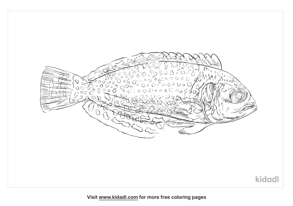 Leopard Wrasse Coloring Page