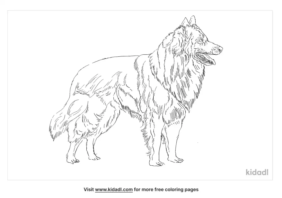 Belgian Sheepdog Coloring Page