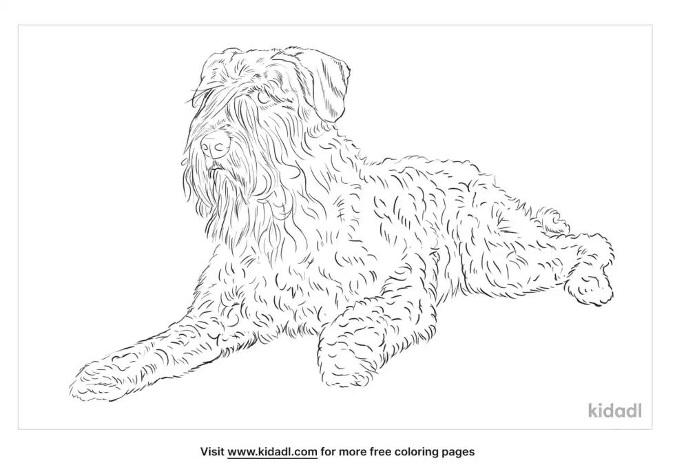 Bouvier Des Flandres Coloring Page