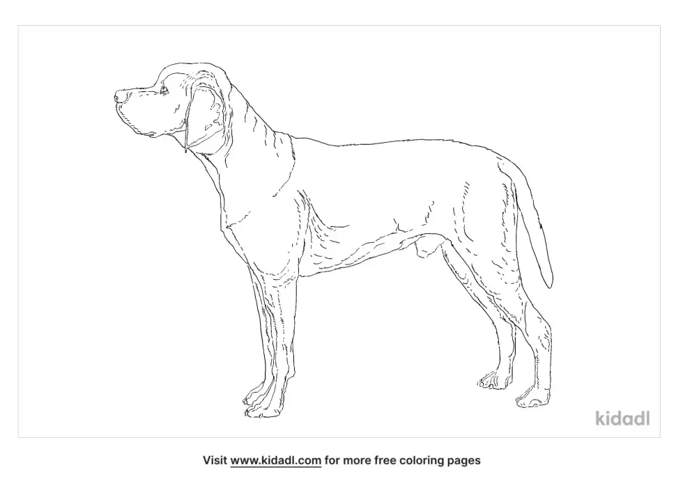 Braque Du Bourbonnais Coloring Page