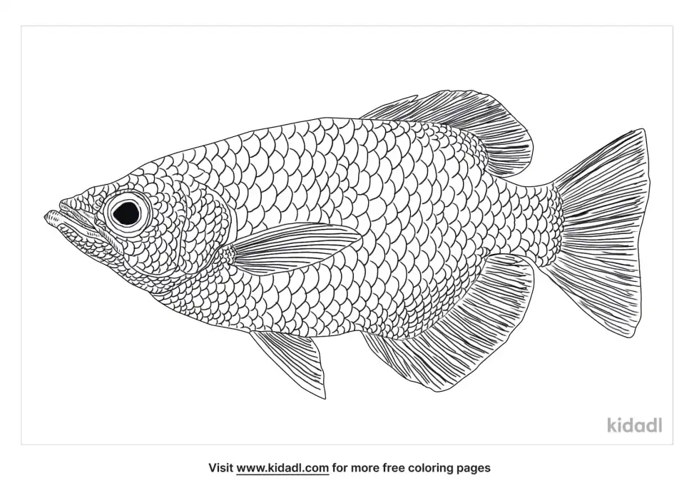Archerfish Coloring Page