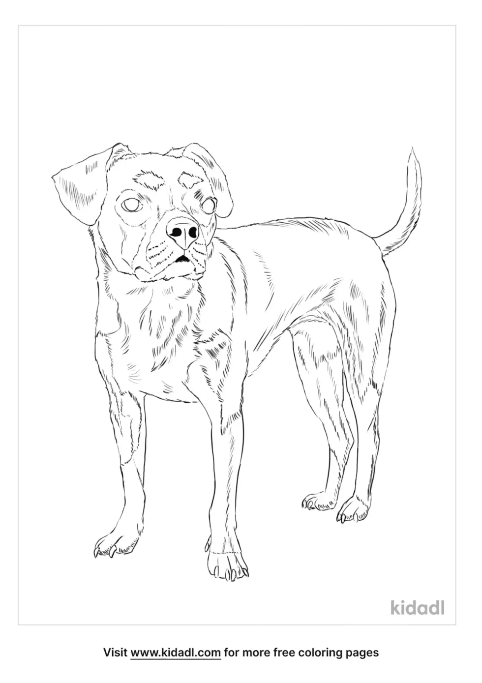 Boglen Terrier Coloring Page