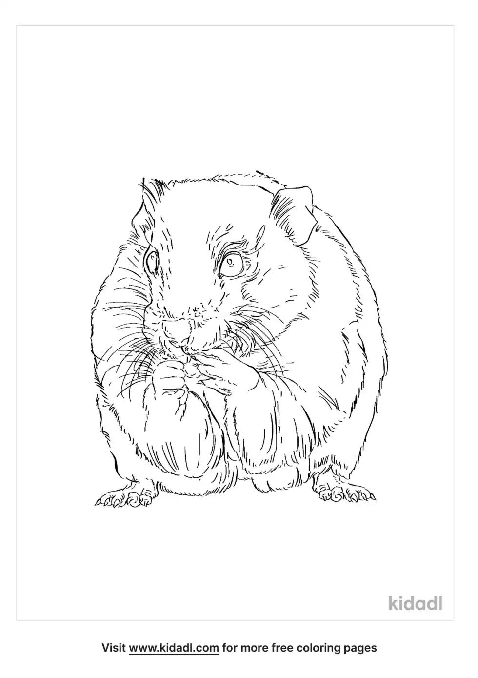 Golden Hamster Coloring Page