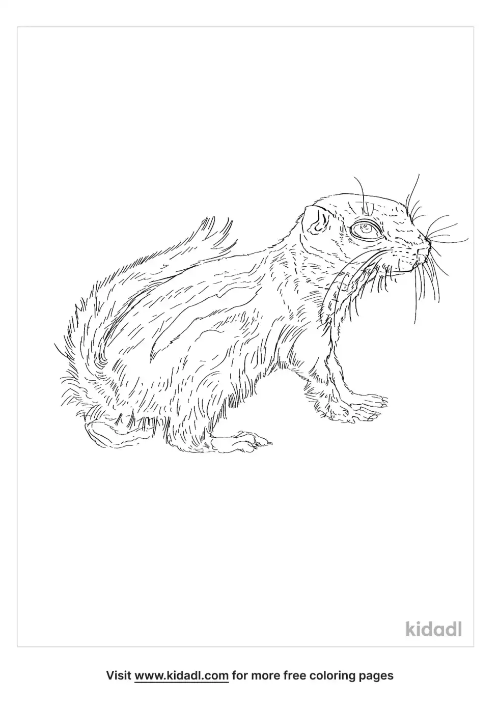 Antelope Squirrel Coloring Page
