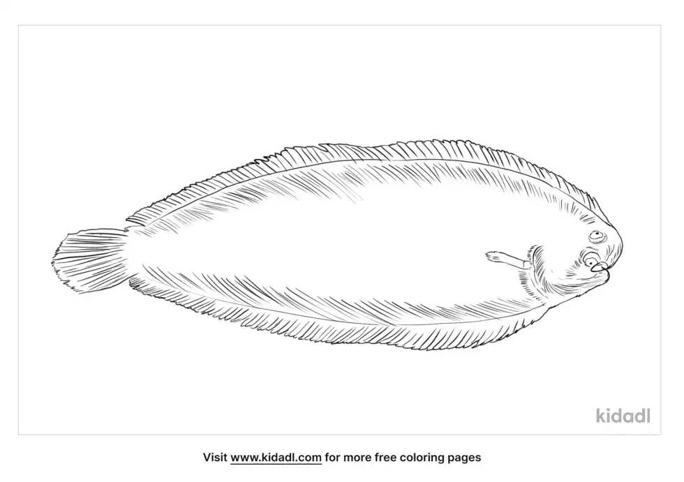 Dover Sole Coloring Page