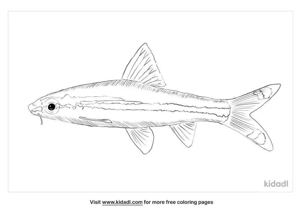 Denison Barb Coloring Page