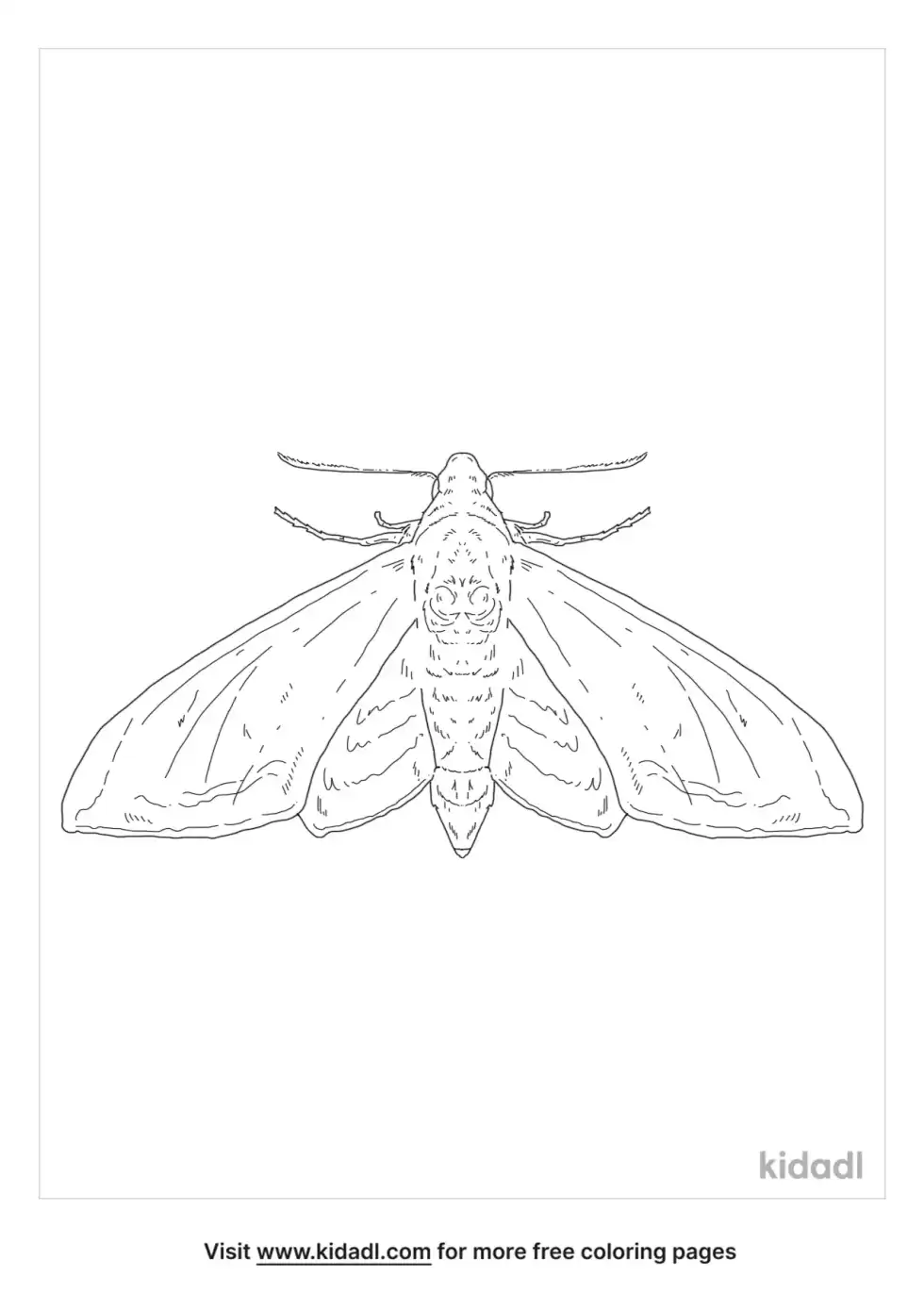 Five-Spotted Hawk Moth Coloring Page