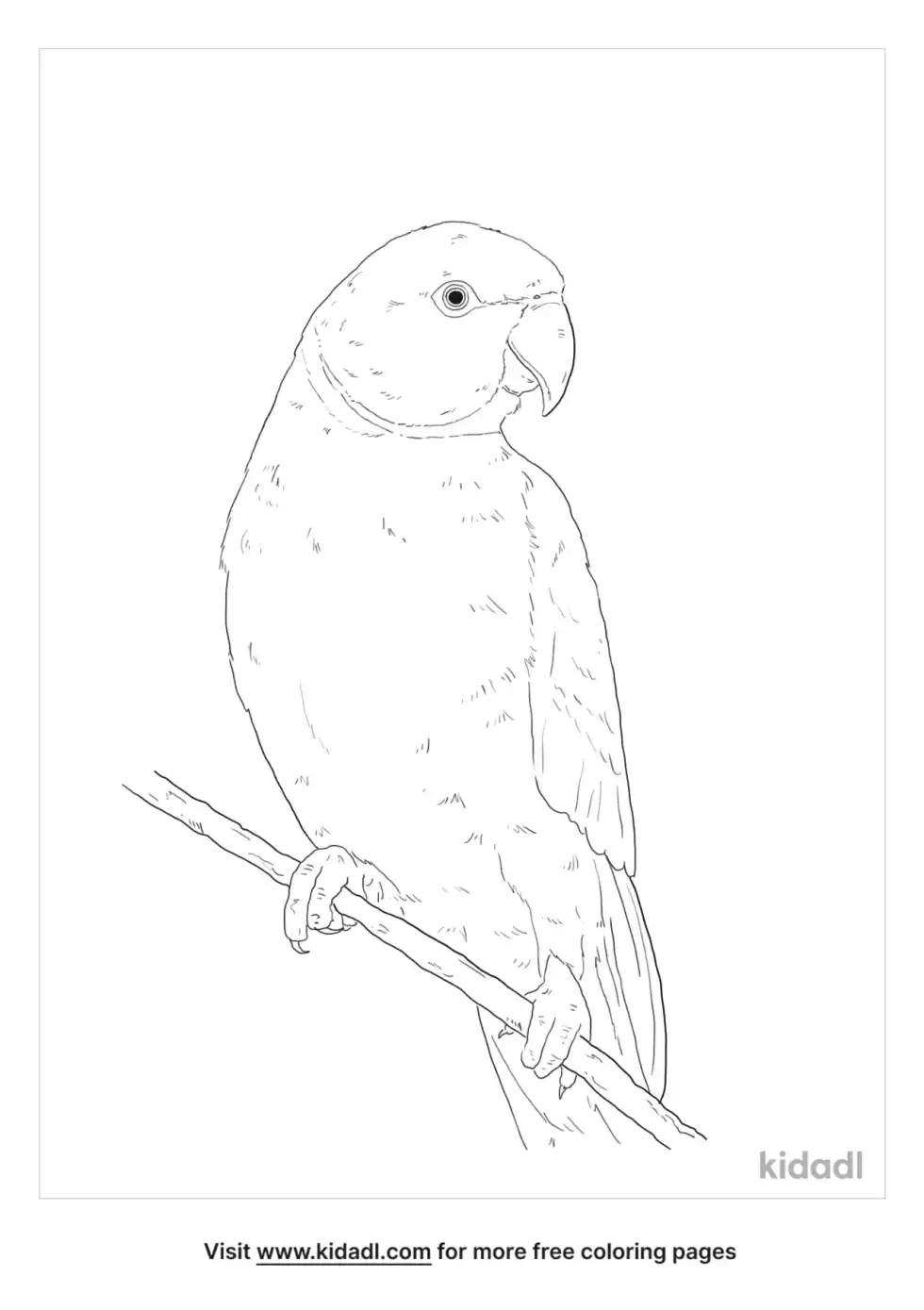 Rose Ringed Parakeet Coloring Page