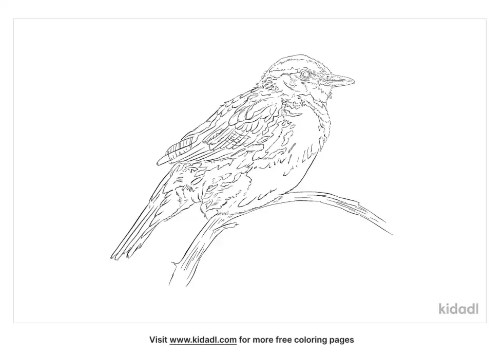 Tropical Kingbird Coloring Page
