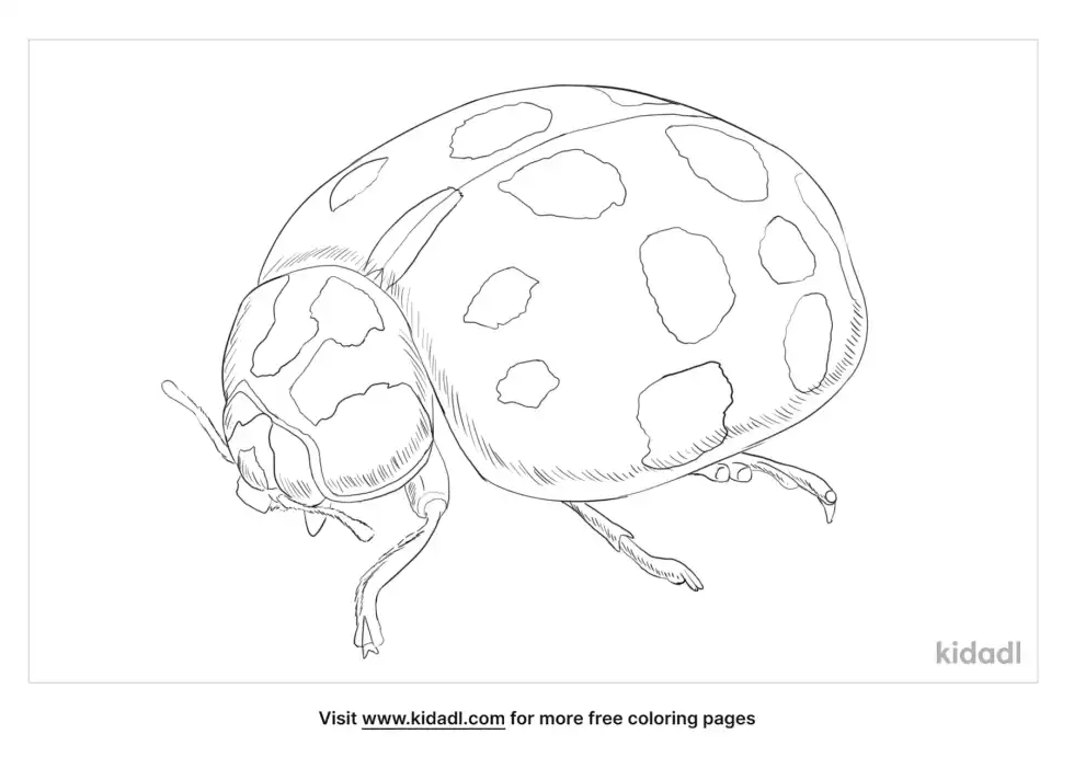 Asian Lady Beetle Coloring Page