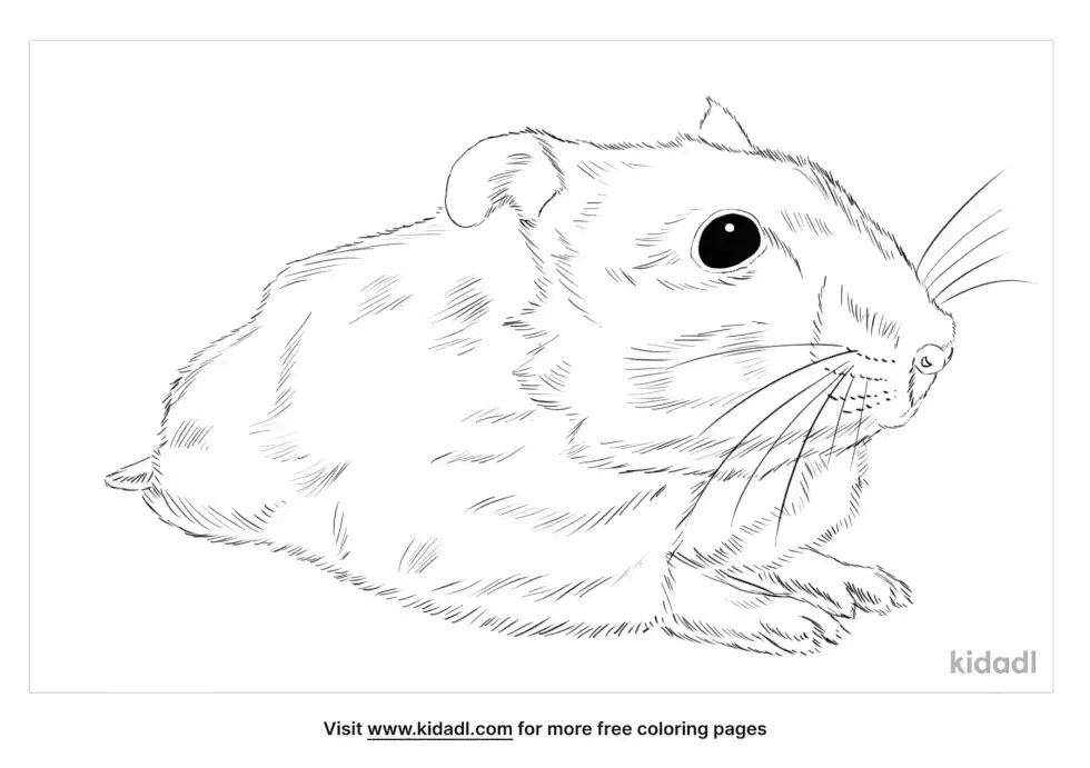 Gansu Hamster Coloring Page