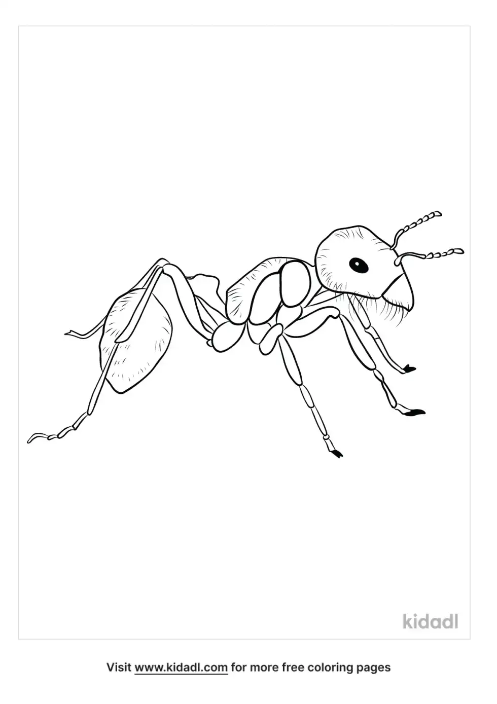Harvester Ant Coloring Page