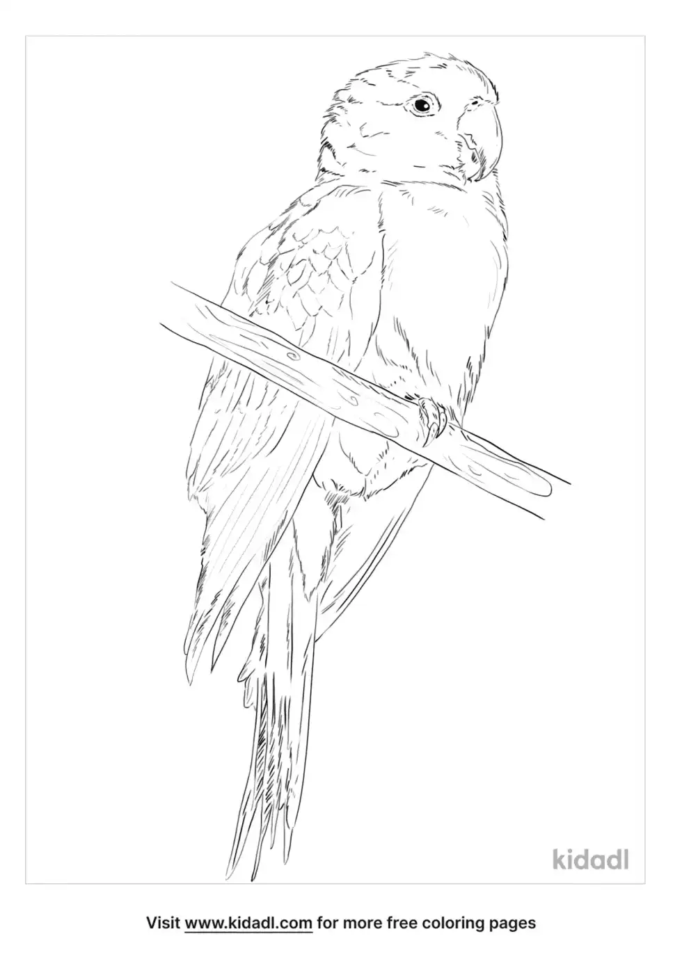 Green Parakeet Coloring Page