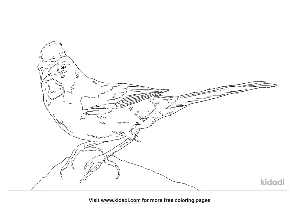 Green Tailed Towhee Coloring Page