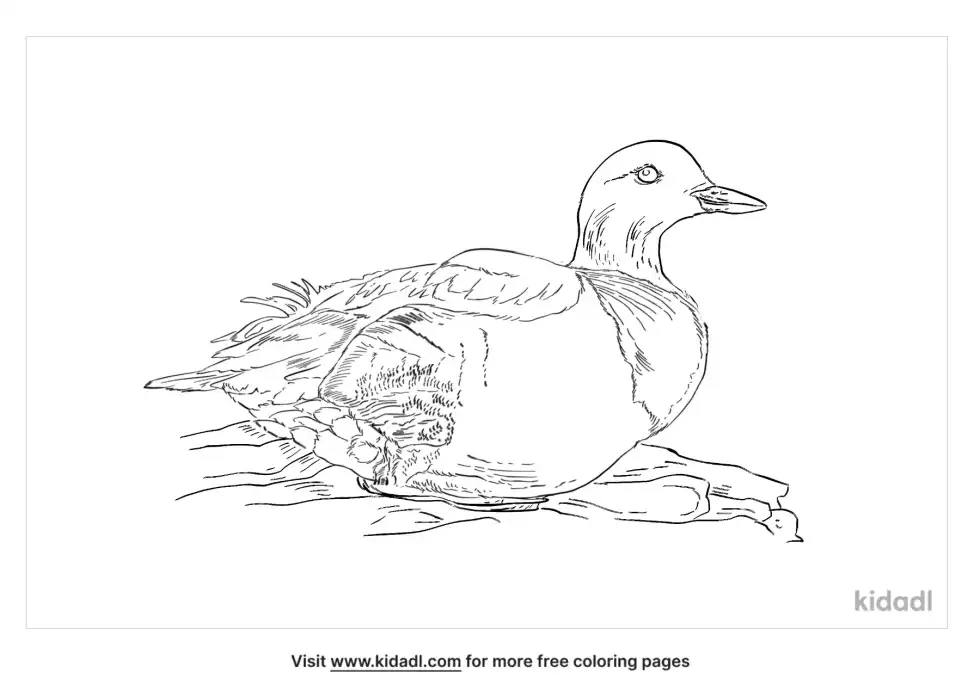 Pigeon Guillemot Coloring Page