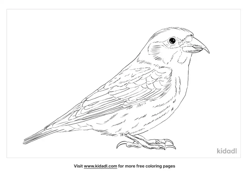 Red Crossbill Coloring Page
