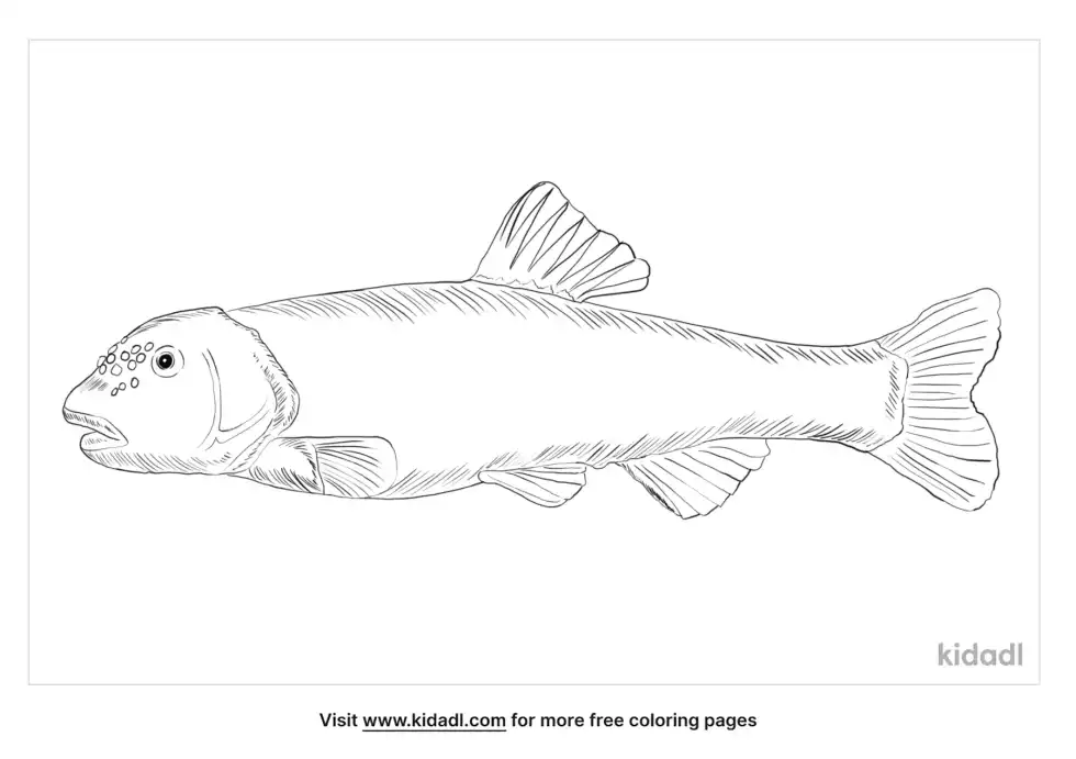 River Chub Coloring Page