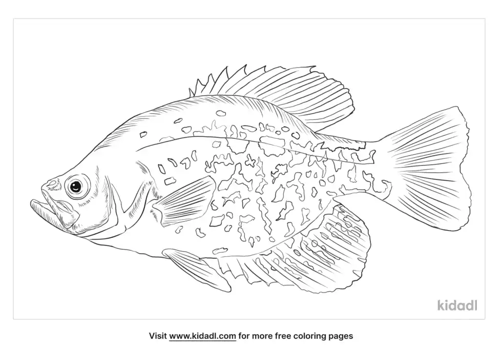 Black Crappie Coloring Page